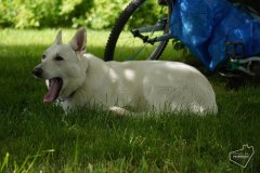 Dvorkove-blesi-trhy-Petriny_2025_024 Dvorkove-blesi-trhy-Petriny_2025_024