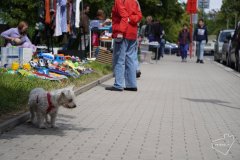 Dvorkove-blesi-trhy-Petriny_2025_045 Dvorkove-blesi-trhy-Petriny_2025_045